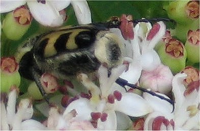 Trichius gallicus (= zonatus = rosaceus), Cetoniidae